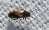 Anaspis sp.